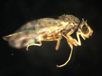 藏品(長鞘寬頭果實蠅)的圖片